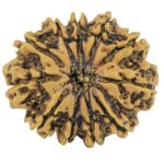11 Mukhi Rudraksha 28mm 3.65gm - Rudraksha