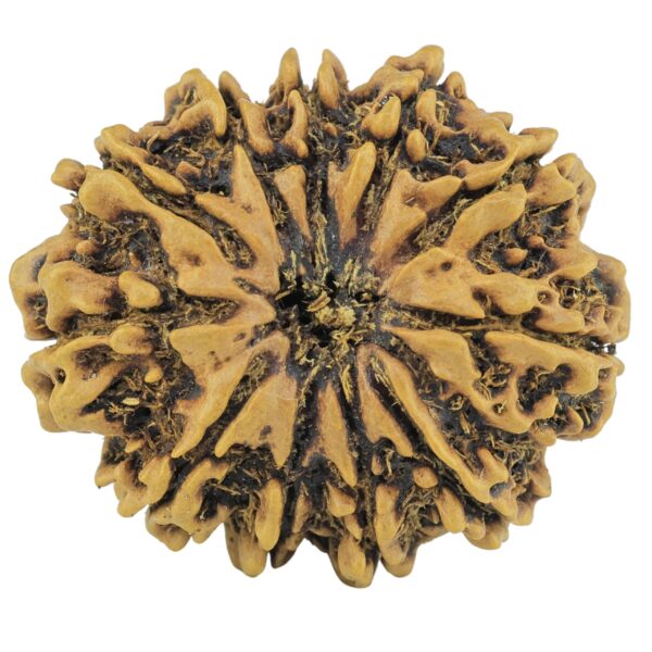 11 Mukhi Rudraksha 28mm 3.65gm - Rudraksha