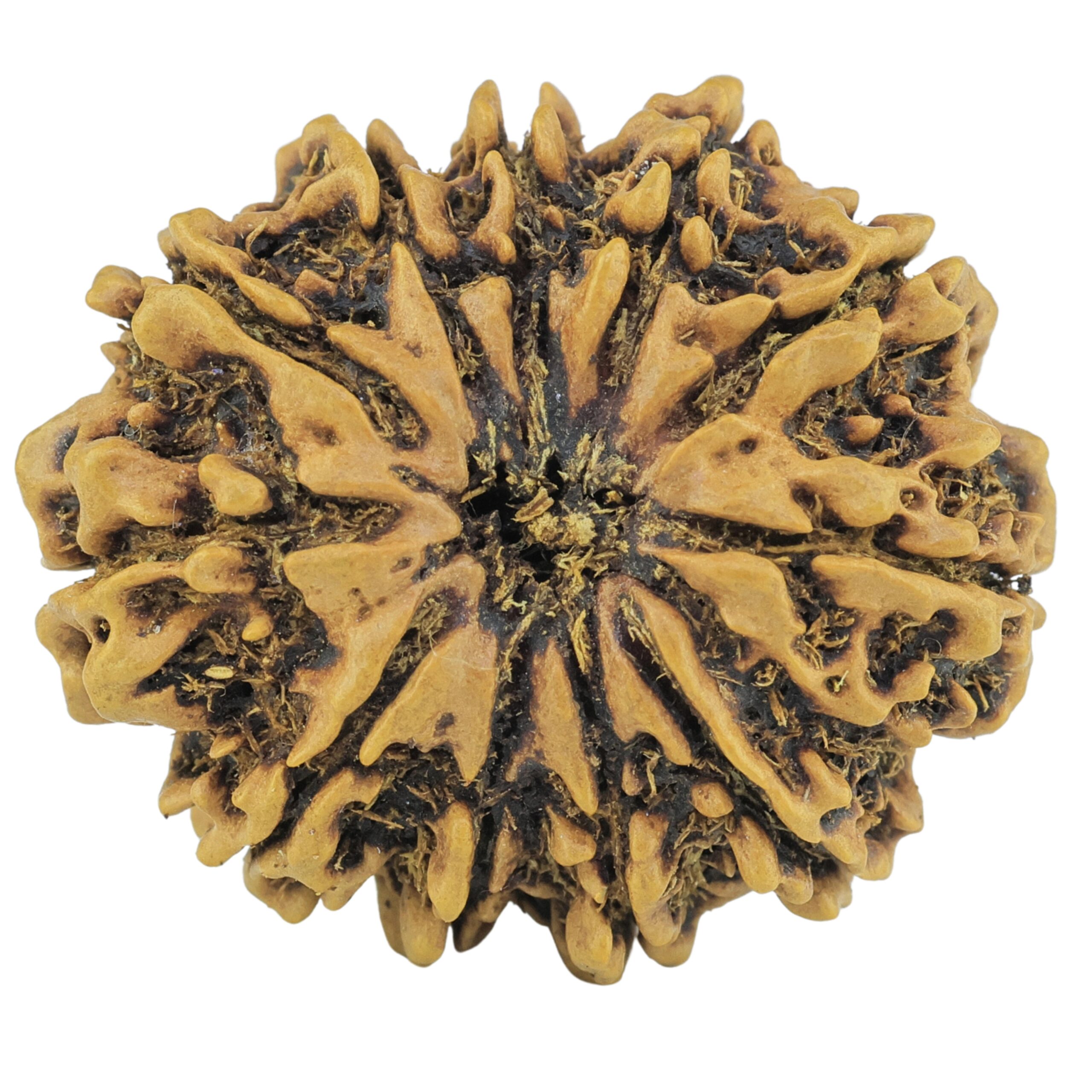 11 Mukhi Rudraksha 28mm 3.65gm - Rudraksha