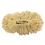 30 Mukhi Rudraksha 23.1mm 1.69gm - Rudraksha