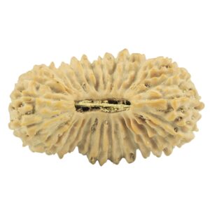 30 Mukhi Rudraksha 23.1mm 1.69gm - Rudraksha