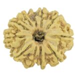 11 Mukhi Rudraksha 23.1mm 2.09gm - Rudraksha