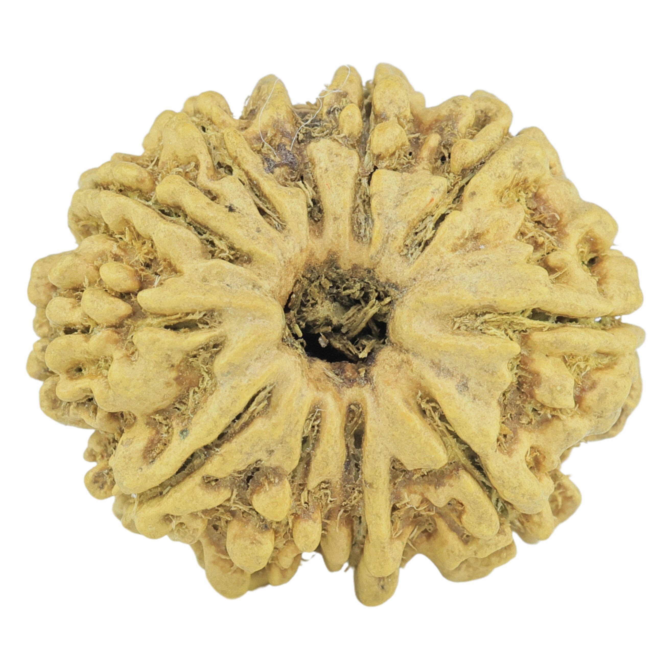 11 Mukhi Rudraksha 23.1mm 2.09gm - Rudraksha