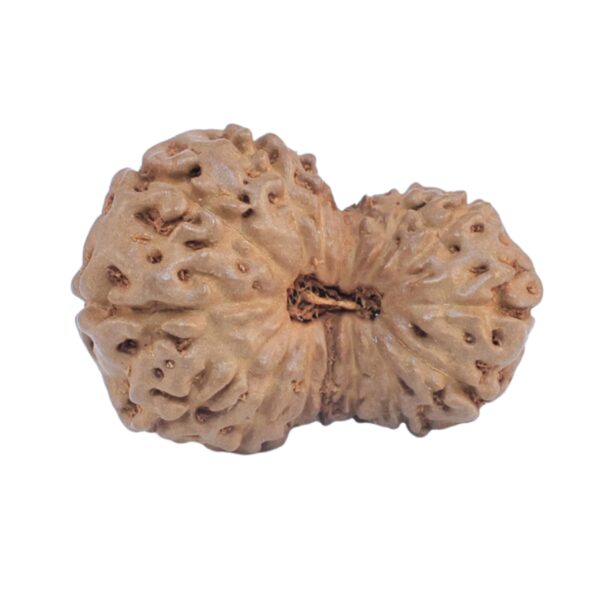 15 Mukhi Rudraksha 20.2mm 1.19gm - Rudraksha