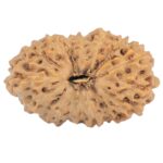 16 Mukhi Rudraksha 19.8mm 1.44gm - Rudraksha