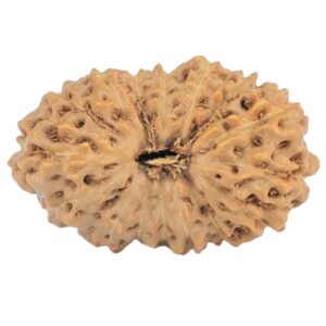16 Mukhi Rudraksha 19.8mm 1.44gm - Rudraksha