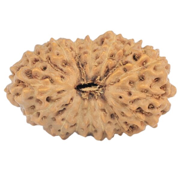 16 Mukhi Rudraksha 19.8mm 1.44gm - Rudraksha
