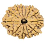 12 Mukhi Rudraksha 28.1mm 4.7gm - Rudraksha