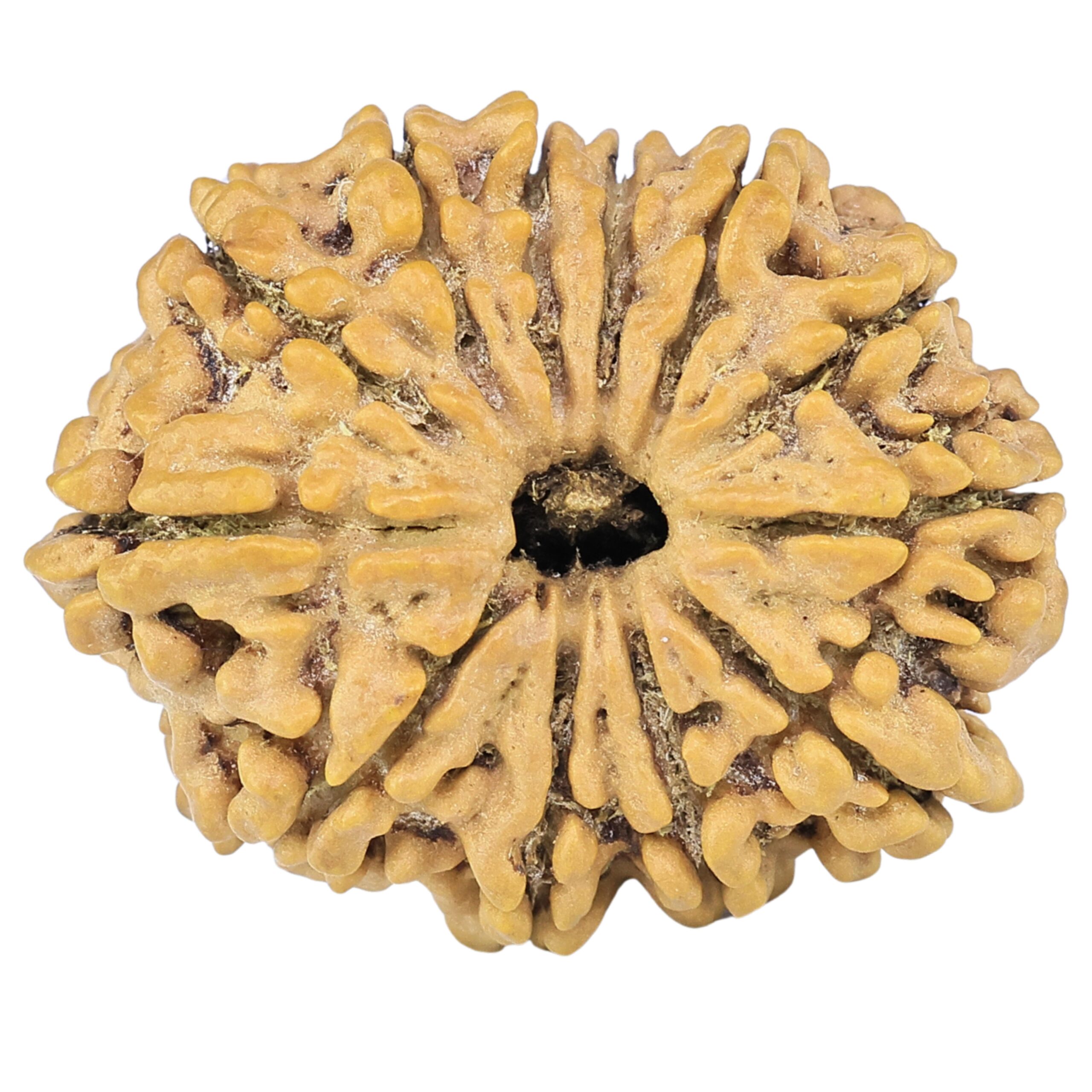 12 Mukhi Rudraksha 28.1mm 4.7gm - Rudraksha
