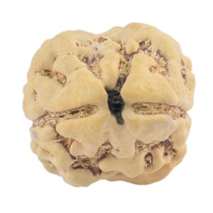 2 Mukhi Rudraksha 22.8mm 2.3gm - Rudraksha
