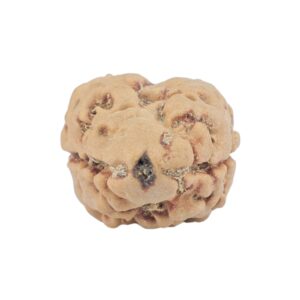 2 Mukhi Rudraksha 24.7mm 2.36gm - Rudraksha