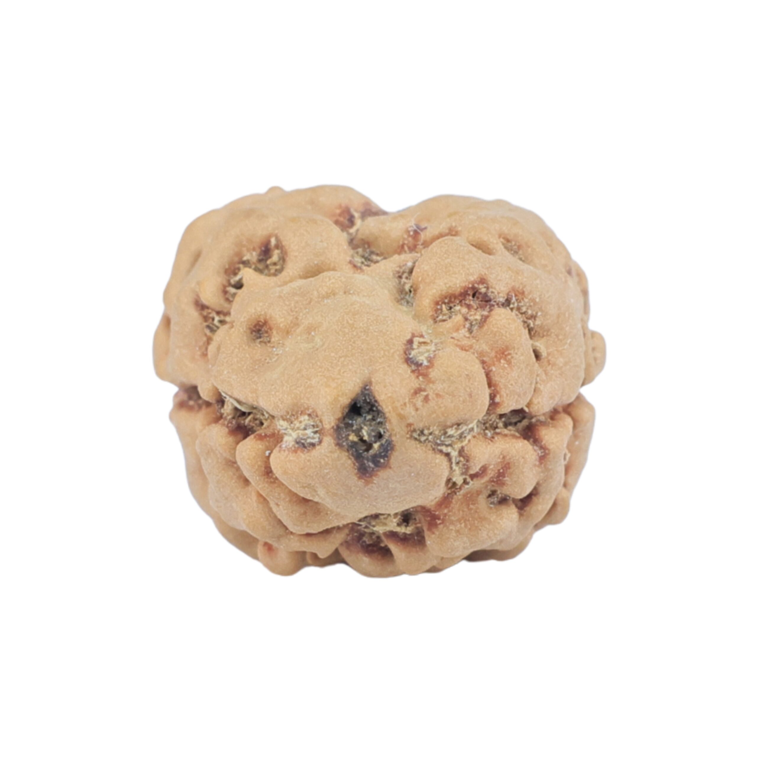 2 Mukhi Rudraksha 24.7mm 2.36gm - Rudraksha