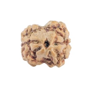 2 Mukhi Rudraksha 20.1mm 1.36gm - Rudraksha