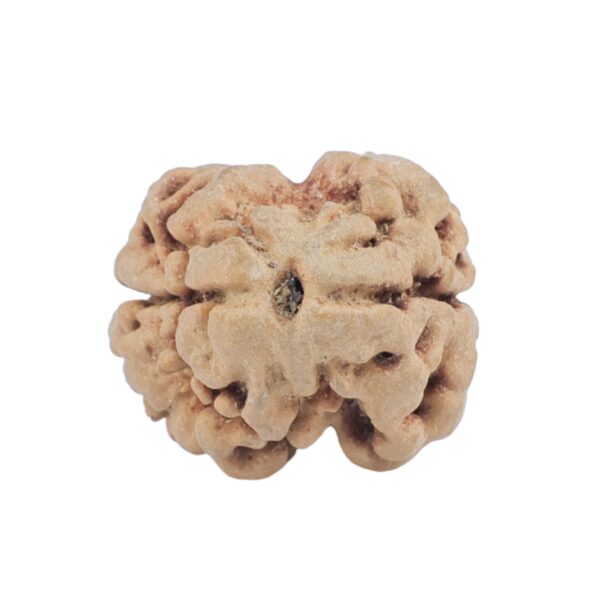 2 Mukhi Rudraksha 24.3mm 2.59gm - Rudraksha
