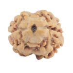 2 Mukhi Rudraksha 17.6mm 1.3gm - Rudraksha