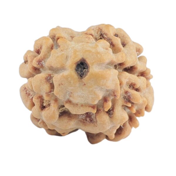 2 Mukhi Rudraksha 17.6mm 1.3gm - Rudraksha