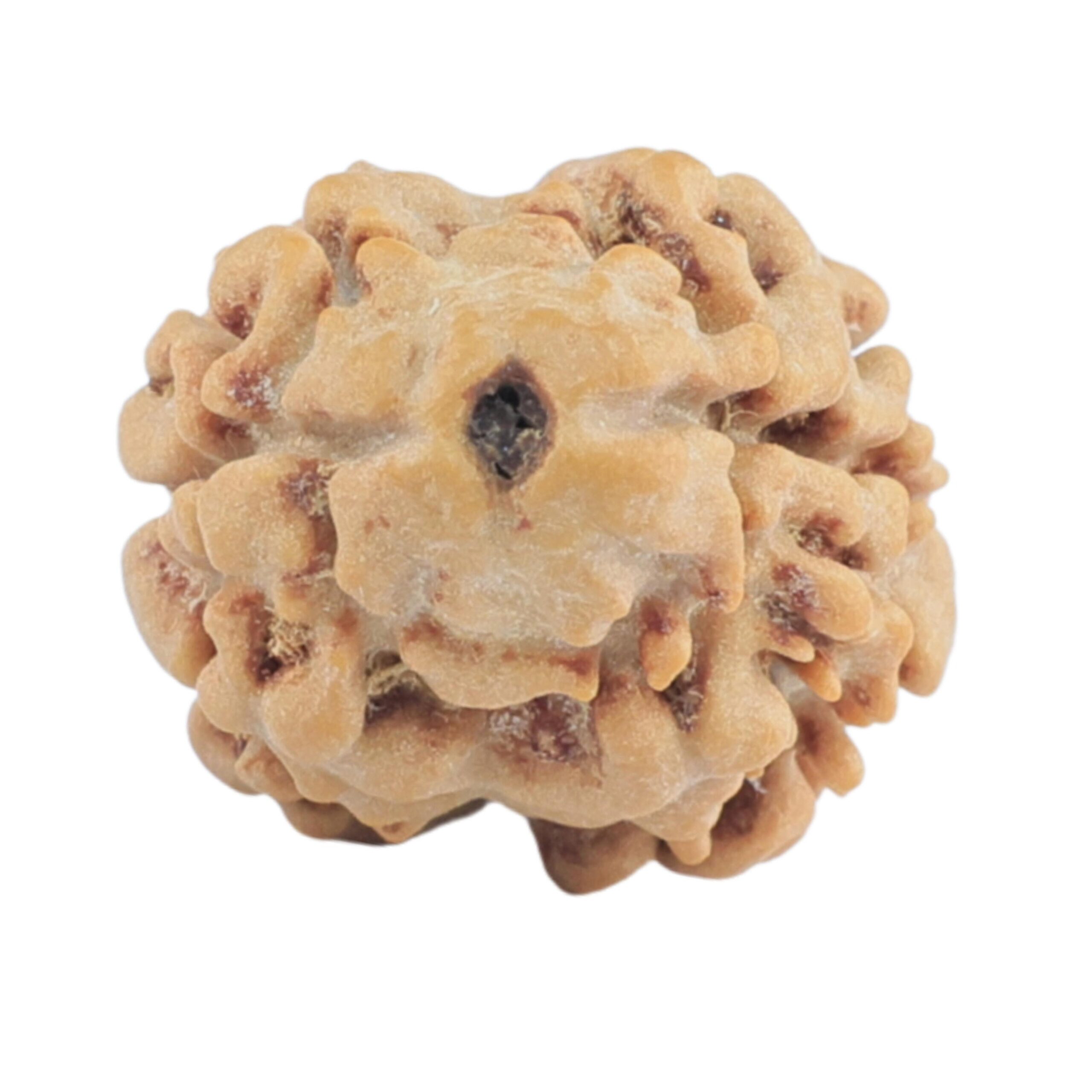 2 Mukhi Rudraksha 17.6mm 1.3gm - Rudraksha