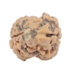 2 Mukhi Rudraksha 22.2mm 2.2gm - Rudraksha