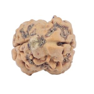 2 Mukhi Rudraksha 22.2mm 2.2gm - Rudraksha