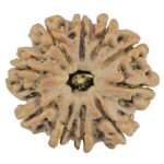 10 Mukhi Rudraksha 27.2mm 5.6gm - Rudraksha