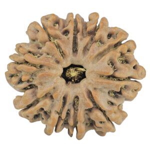 10 Mukhi Rudraksha 27.2mm 5.6gm - Rudraksha