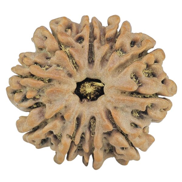 10 Mukhi Rudraksha 27.2mm 5.6gm - Rudraksha