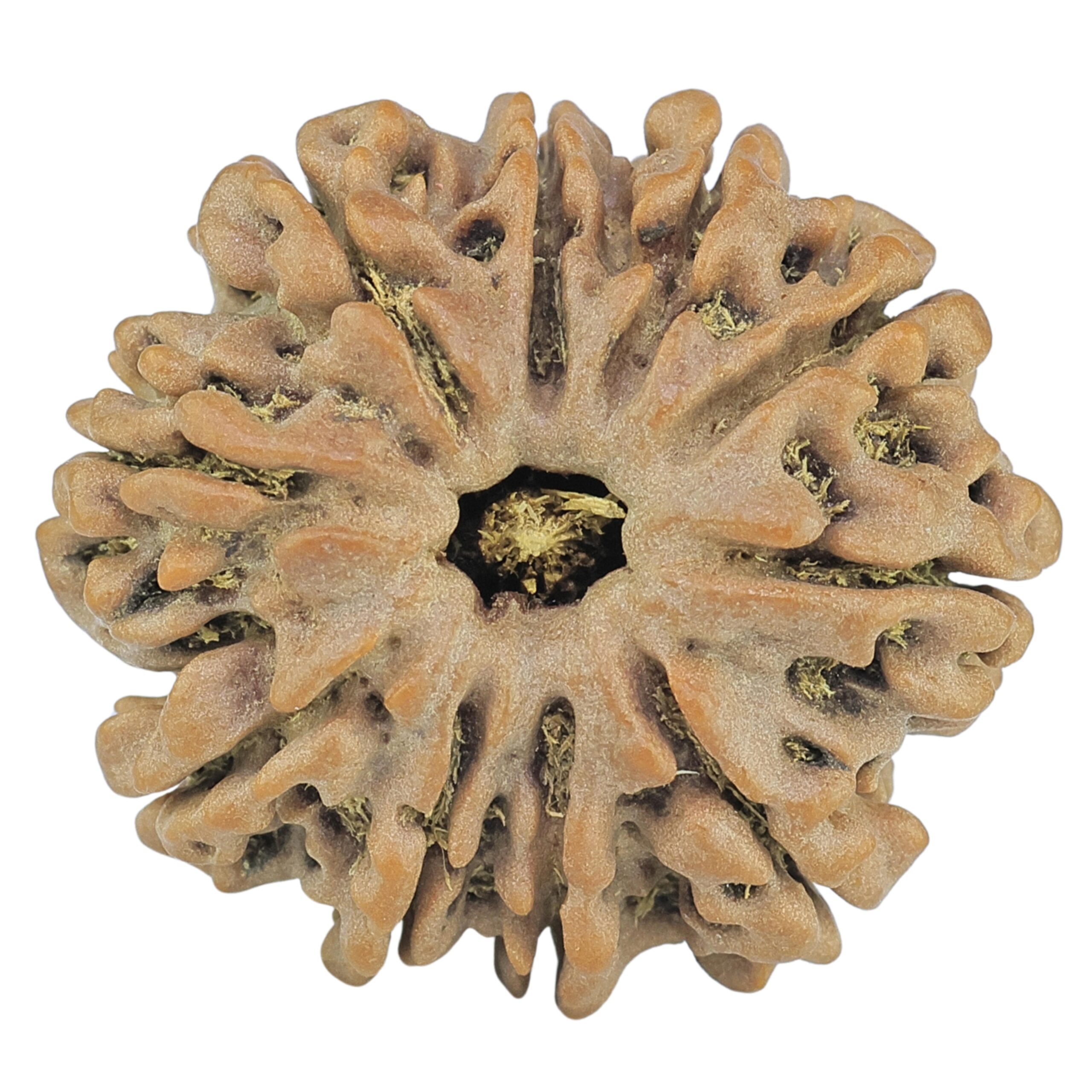 10 Mukhi Rudraksha 27.2mm 5.6gm - Rudraksha