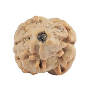 2 Mukhi Rudraksha 21.1mm 1.56gm - Rudraksha