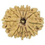 12 Mukhi Rudraksha 27.1mm 3.63gm - Rudraksha