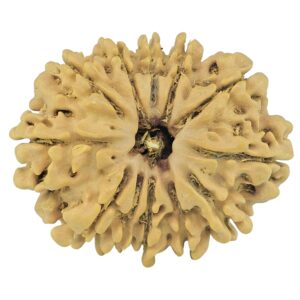 12 Mukhi Rudraksha 27.1mm 3.63gm - Rudraksha