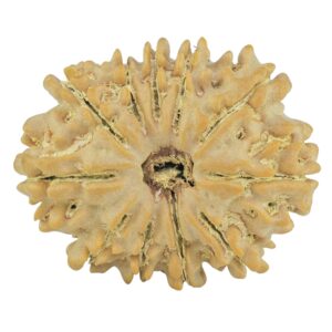 11 Mukhi Rudraksha 24.2mm 3.33gm - Rudraksha