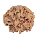 1MK(Underdeveloped) 22.1mm 3.52gm - Rudraksha
