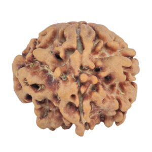 1MK(Underdeveloped) 22.1mm 3.52gm - Rudraksha