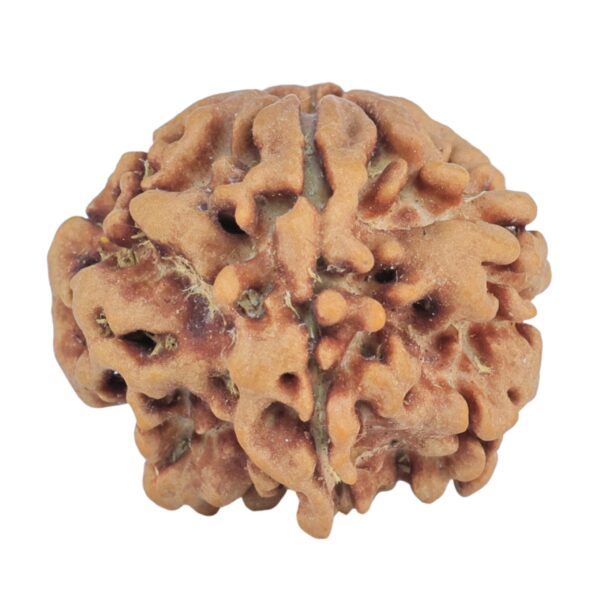 1MK(Underdeveloped) 22.1mm 3.52gm - Rudraksha