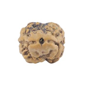 2 Mukhi Rudraksha 21.3mm 1.5gm - Rudraksha