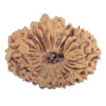 21 Mukhi Rudraksha 14.5mm 0.63gm - Rudraksha