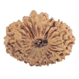 21 Mukhi Rudraksha 14.5mm 0.63gm - Rudraksha