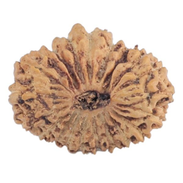 21 Mukhi Rudraksha 14.5mm 0.63gm - Rudraksha