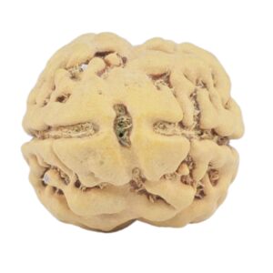 2 Mukhi Rudraksha 20.6mm 1.88gm - Rudraksha