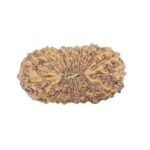 20 Mukhi Rudraksha 17mm 0.77gm - Rudraksha