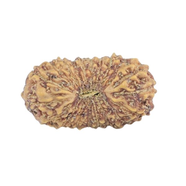 20 Mukhi Rudraksha 17mm 0.77gm - Rudraksha
