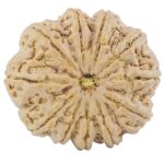 11 Mukhi Rudraksha 34.4mm 9.94gm - Rudraksha