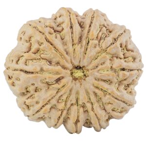 11 Mukhi Rudraksha 34.4mm 9.94gm - Rudraksha