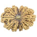 12 Mukhi Rudraksha 36.2mm 7.73gm - Rudraksha