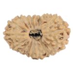 18 Mukhi Rudraksha 19.8mm 1.39gm - Rudraksha