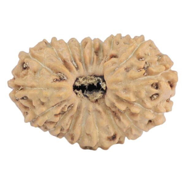 18 Mukhi Rudraksha 19.8mm 1.39gm - Rudraksha