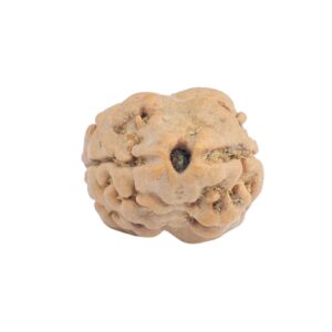 2 Mukhi Rudraksha 19.2mm 1.4gm - Rudraksha