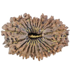 23 Mukhi Rudraksha 33.6mm 6.17gm - Rudraksha