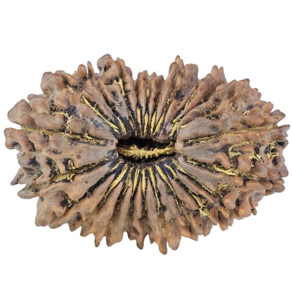 23 Mukhi Rudraksha 33.6mm 6.17gm - Rudraksha