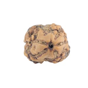 2 Mukhi Rudraksha 19mm 1.26gm - Rudraksha